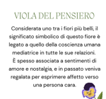 viole-panse