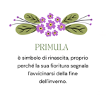 primula
