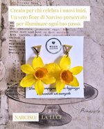 narciso