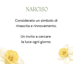narciso-tazzetta