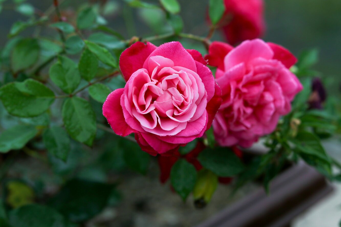 Prodotti per la cura della persona Prodotti per la cura della persona