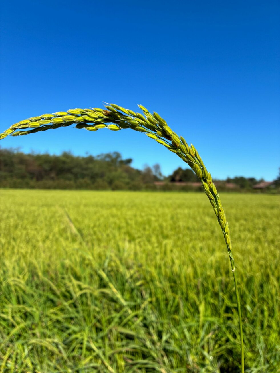 progetto senza titolo.jpeg