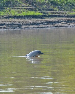 observando delfines cabaña flotante.jpeg observando delfines cabaña flotante.jpeg