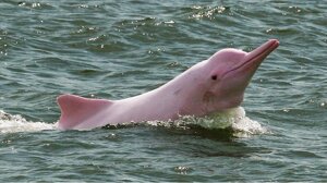 delfin rosado.jpeg delfin rosado.jpeg