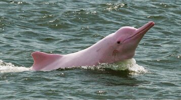 delfin rosado.jpeg
