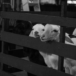 dscf6226.jpeg dscf6226.jpeg