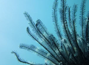 pesce-pagliaccio-photographer-raffaella-franci.webp pesce-pagliaccio-photographer-raffaella-franci.webp