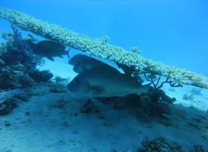 filippine-nudibranco-photographer-raffaella-franci.webp filippine-nudibranco-photographer-raffaella-franci.webp