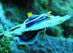 nudibranco-philippine-photographer-raffaella-franci.webp nudibranco-philippine-photographer-raffaella-franci.webp