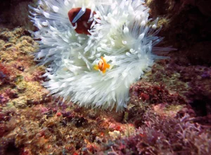 corallo-tavolo%20e%20pesci%20imperatore-photographer-raffaella-franci.webp corallo-tavolo%20e%20pesci%20imperatore-photographer-raffaella-franci.webp