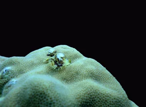 nudibranco-blu-photographer-raffaella-franci.webp nudibranco-blu-photographer-raffaella-franci.webp