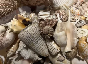 paguri-photographer-raffaella-franci.webp paguri-photographer-raffaella-franci.webp