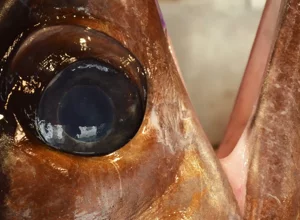 polpo-catania-photographer-raffaella-franci.webp polpo-catania-photographer-raffaella-franci.webp