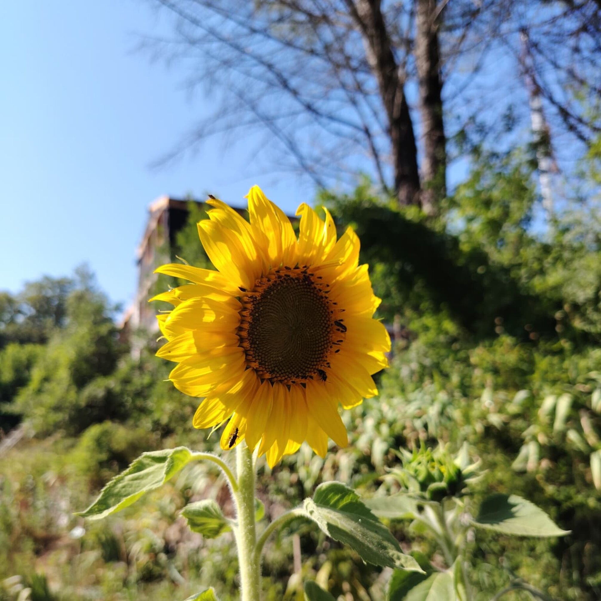 girasole in francia.jpeg