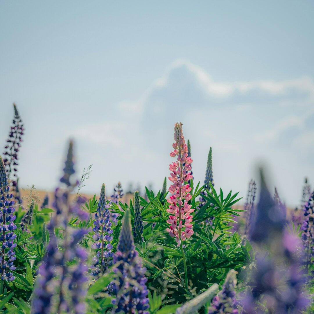 fiori.jpeg fiori.jpeg