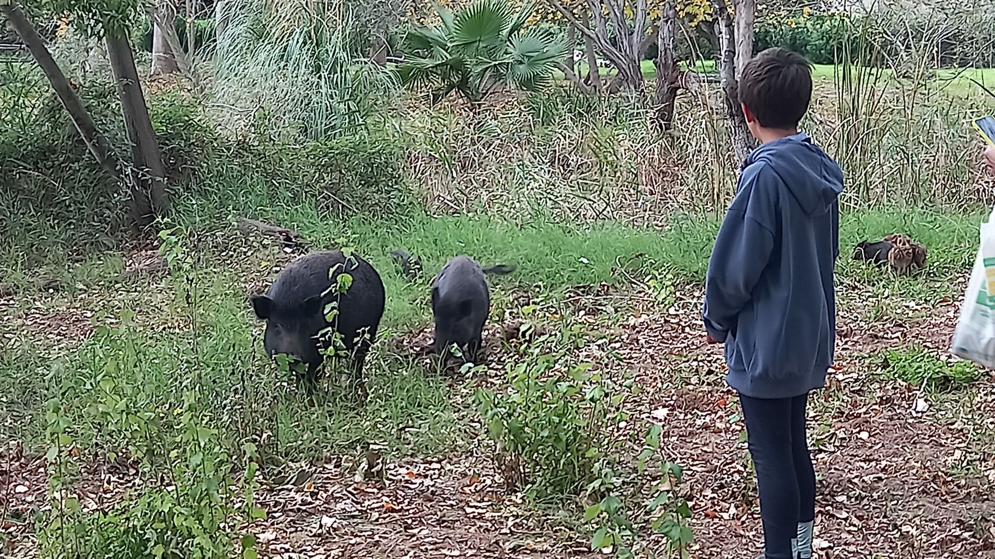 marjal-gandia-2.jpeg marjal-gandia-2.jpeg