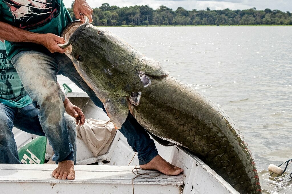 Tourist fishing in Leticia: an authentic experience in the Colombian Amazon