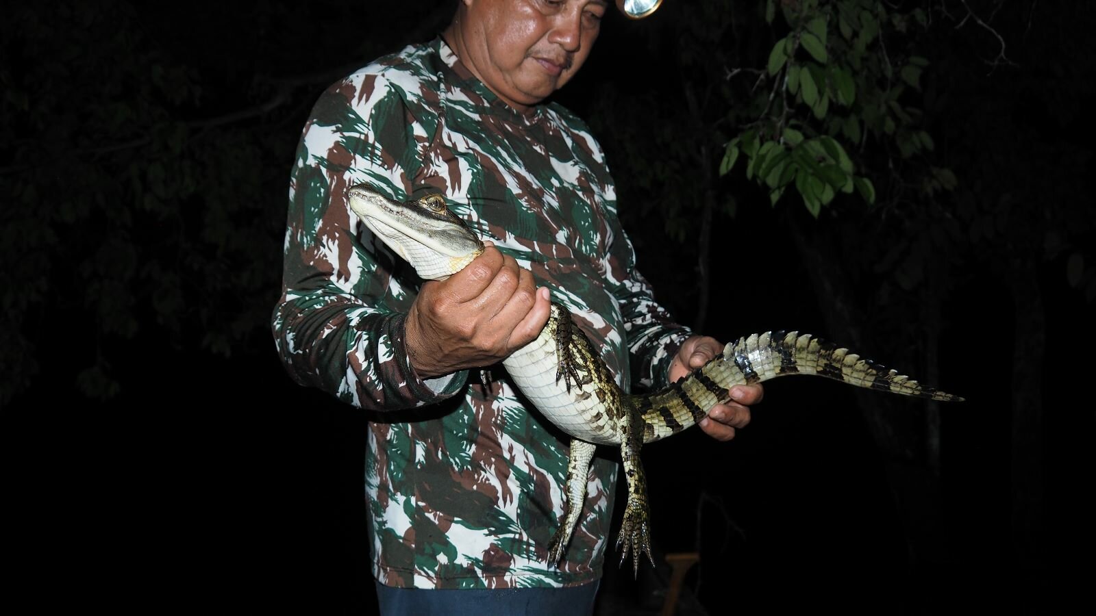 Caiman watching in the Amazon: an unforgettable nighttime experience