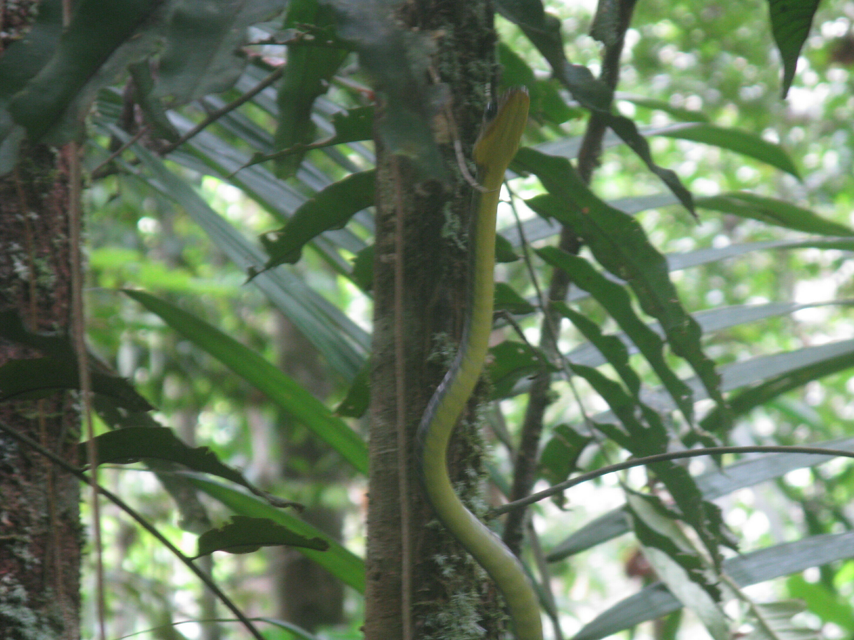 Hikes in the Amazon rainforest near Leticia: an adventure among rivers, lakes, and biodiversity