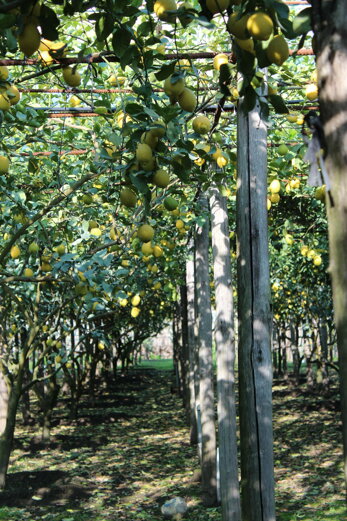 img_3535.jpeg img_3535.jpeg