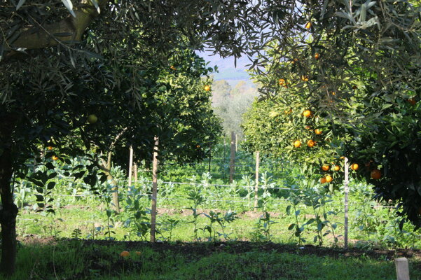 img_3571.jpeg img_3571.jpeg