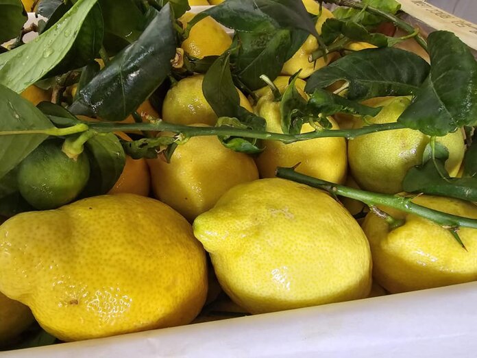 487857132_2497282910613210_7265353968906123425_n.jpeg 487857132_2497282910613210_7265353968906123425_n.jpeg