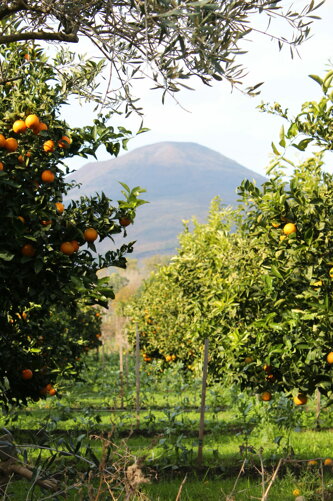 img_3497.jpeg img_3497.jpeg