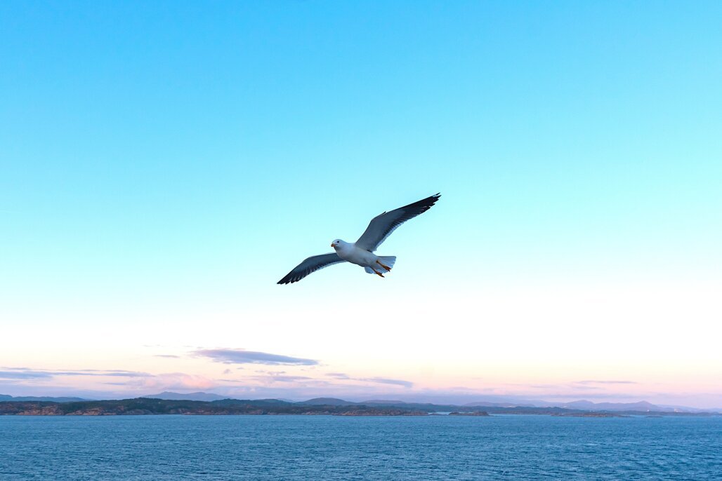 seamyway gabbiano sul mare sito.jpeg