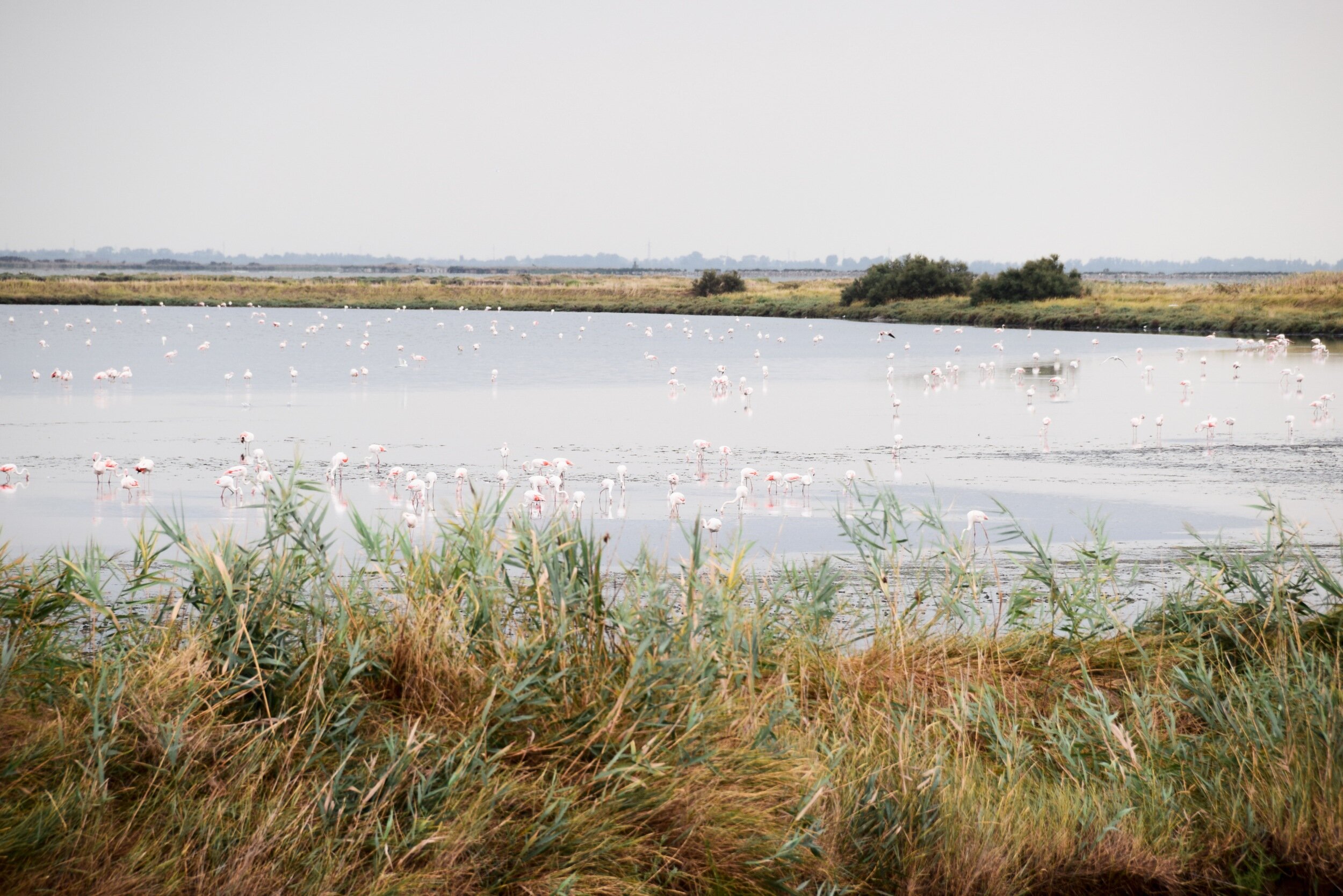 comacchio_parco-delta-po_1.jpeg