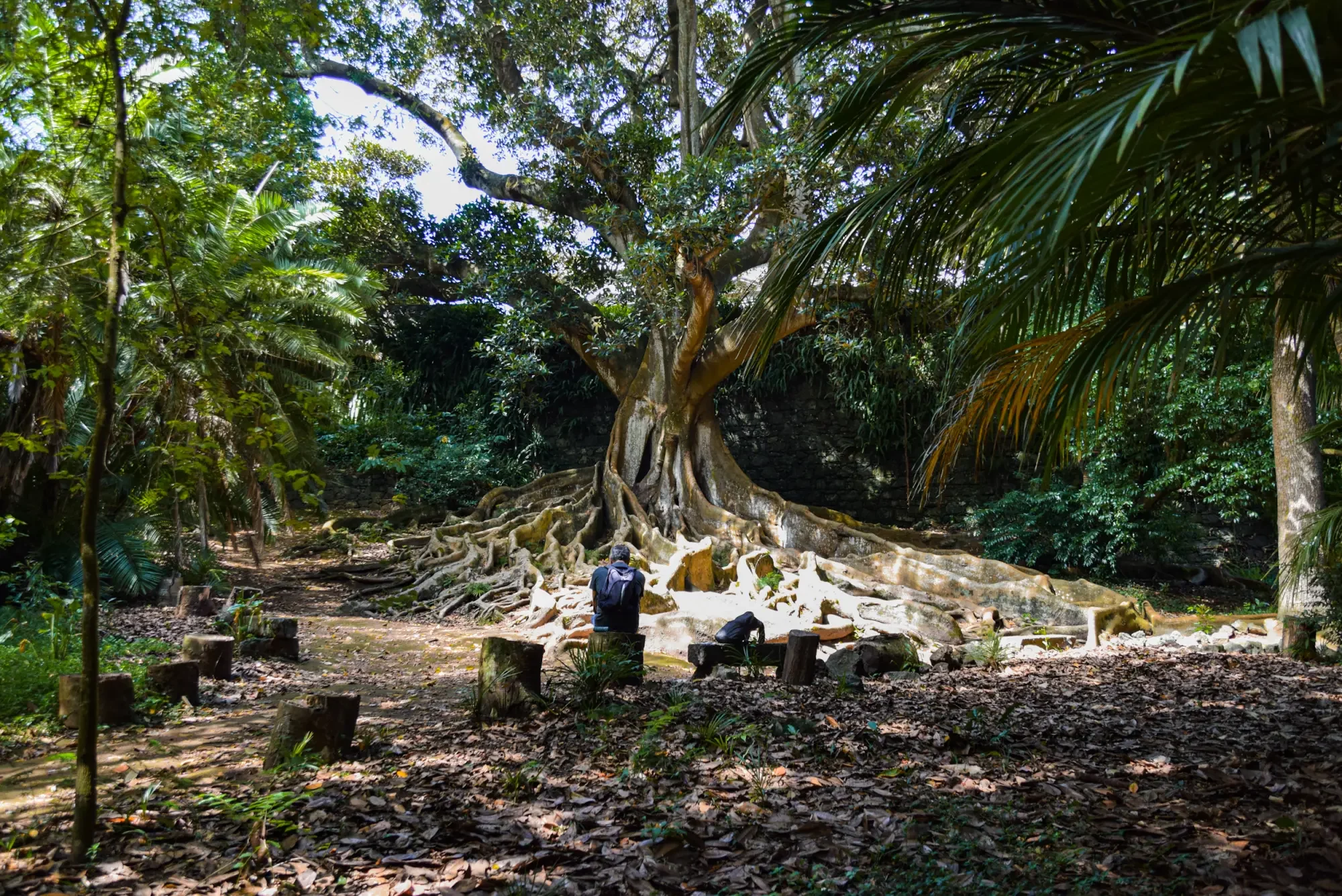 azoren_ponta-delgada_botanischer-garten-1.webp azoren_ponta-delgada_botanischer-garten-1.webp