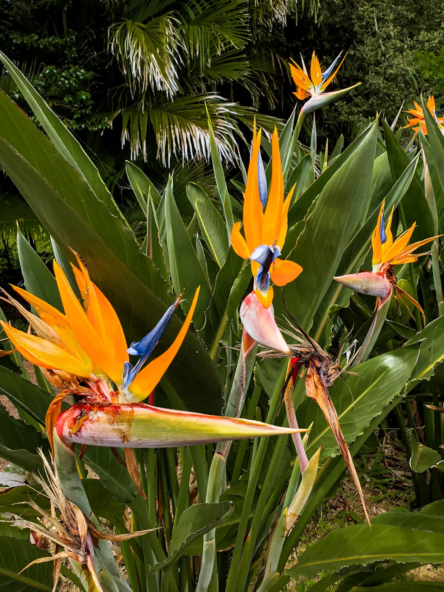azoren_ponta-delgada_botanischer-garten-4.webp azoren_ponta-delgada_botanischer-garten-4.webp