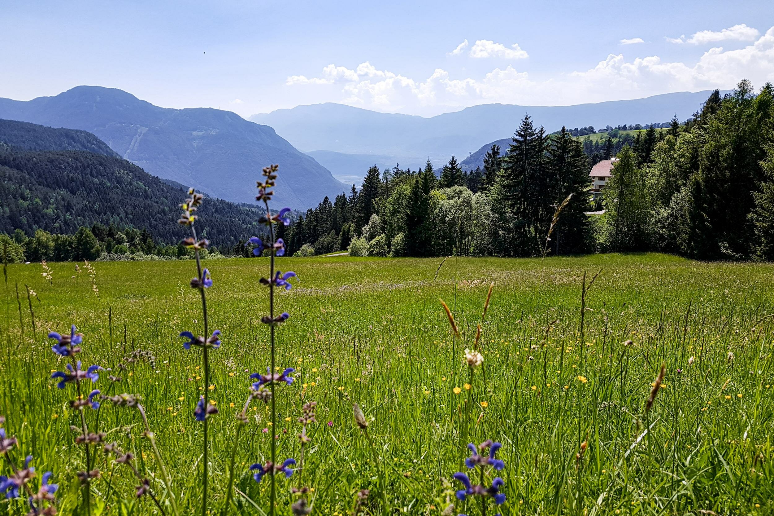 bozen_ritten-3.jpeg bozen_ritten-3.jpeg