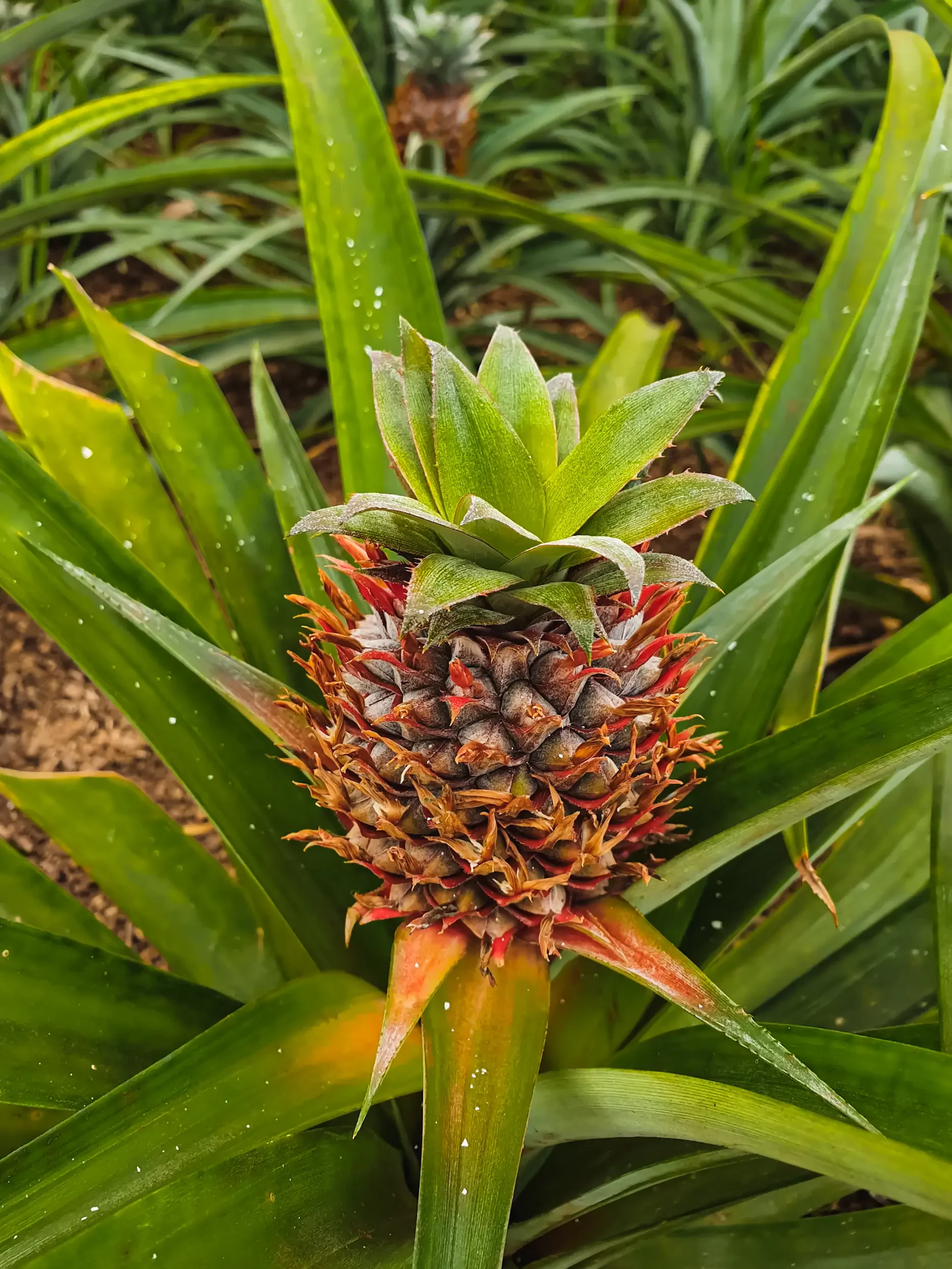 azoren_ananas-arruda-3.webp azoren_ananas-arruda-3.webp