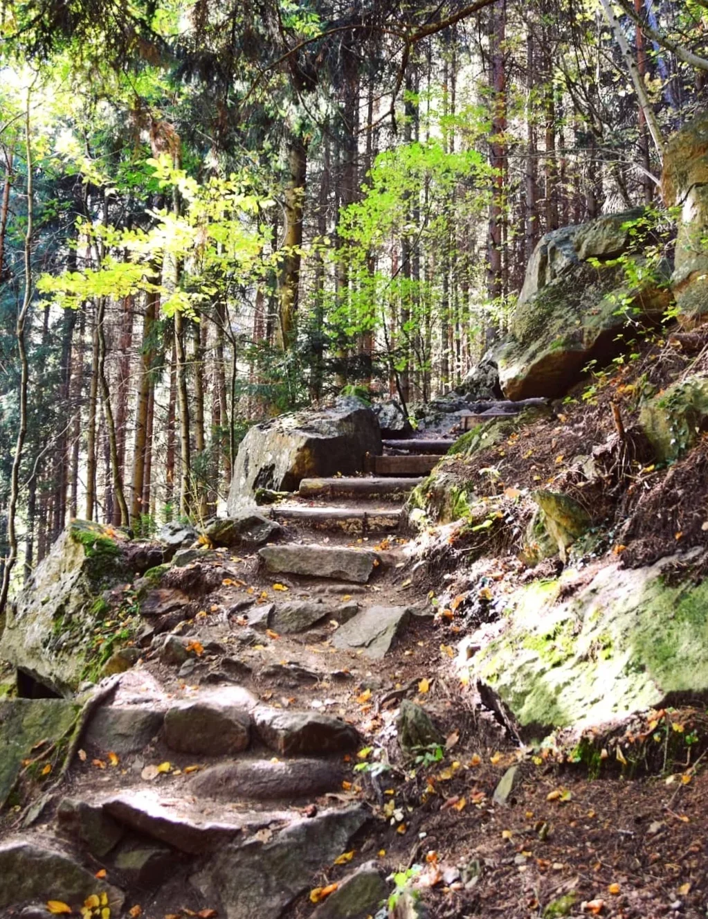 barbianer-wasserfälle_wald.webp