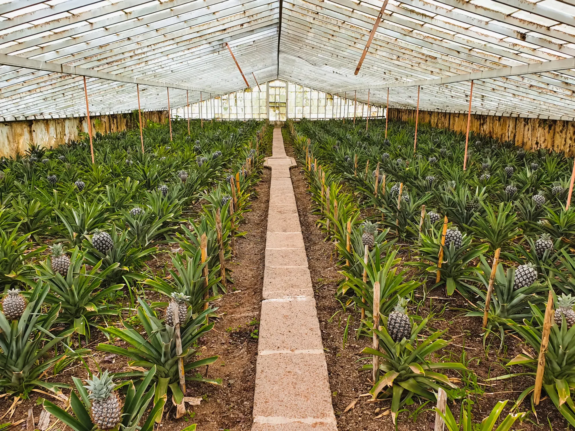 azoren_ananas-arruda-2.webp azoren_ananas-arruda-2.webp