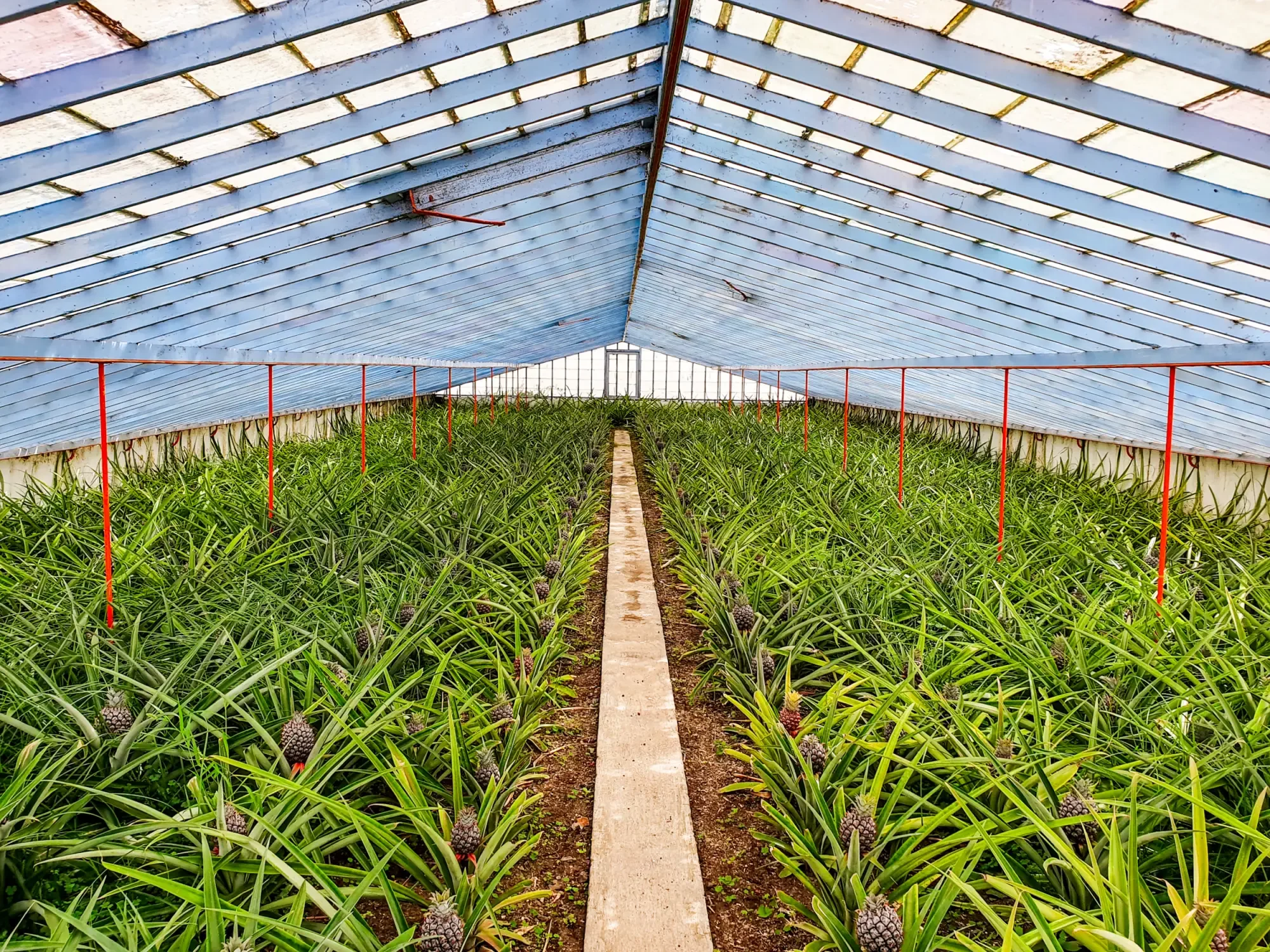azoren_ananas-santo-antonio-2.webp azoren_ananas-santo-antonio-2.webp