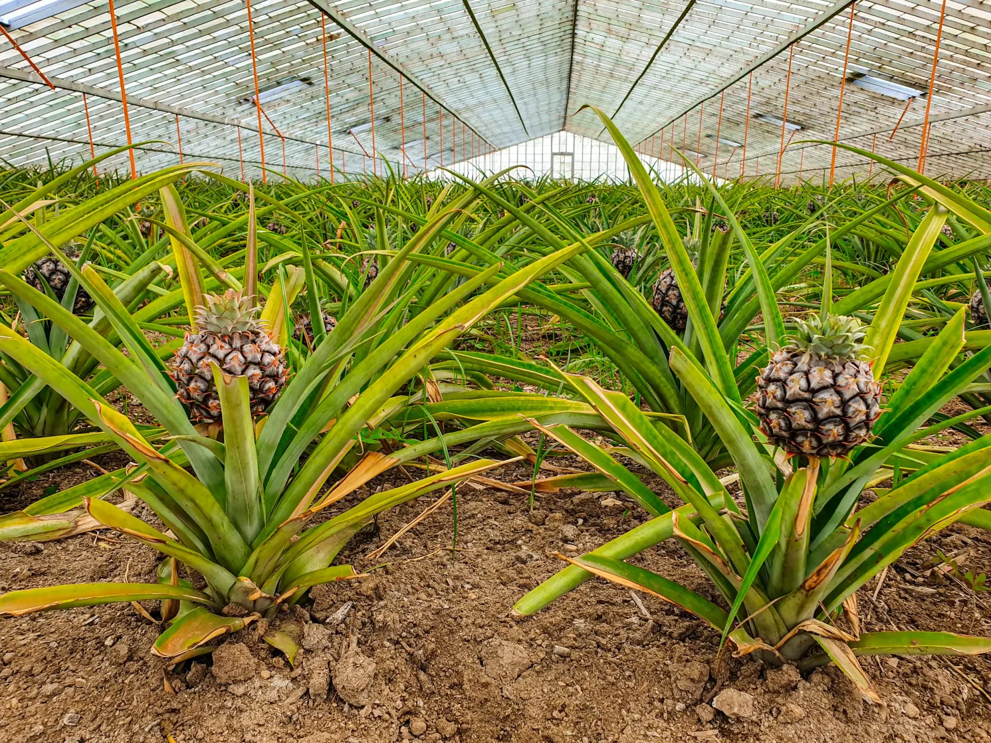 azoren_ananas-santo-antonio-3.webp azoren_ananas-santo-antonio-3.webp
