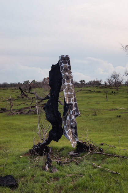 Tramemoria coperta racconto Xylella Salento design by errepiuesse