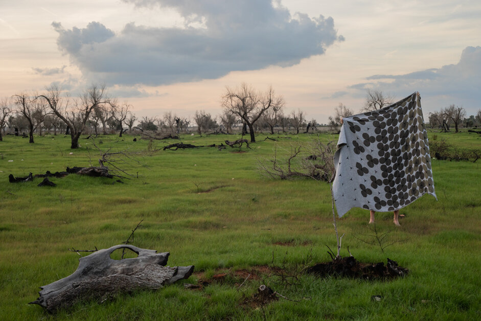 Tramemoria coperta racconto Xylella Salento design by errepiuesse