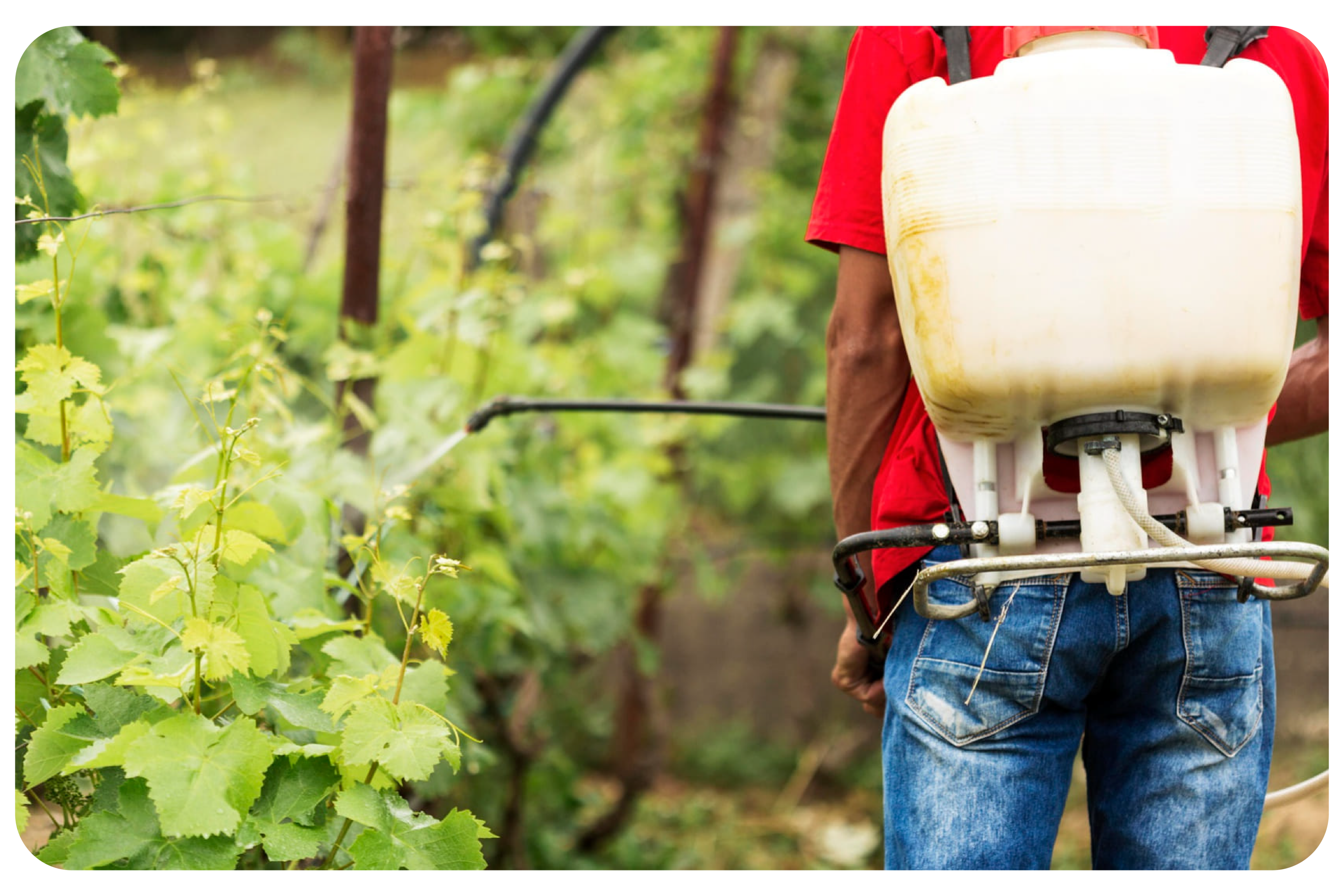 Formazione obbligatoria per utilizzatori di prodotti fitosanitari