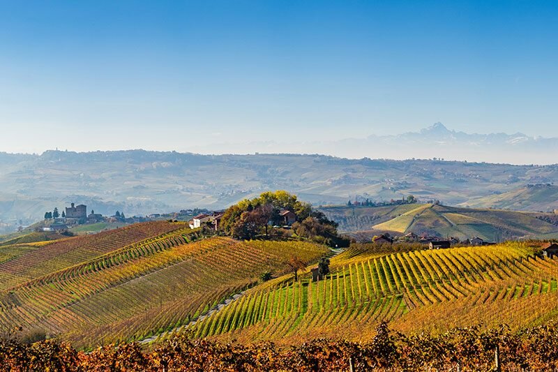 ricerca-tartufo-langhe-800x533.jpeg