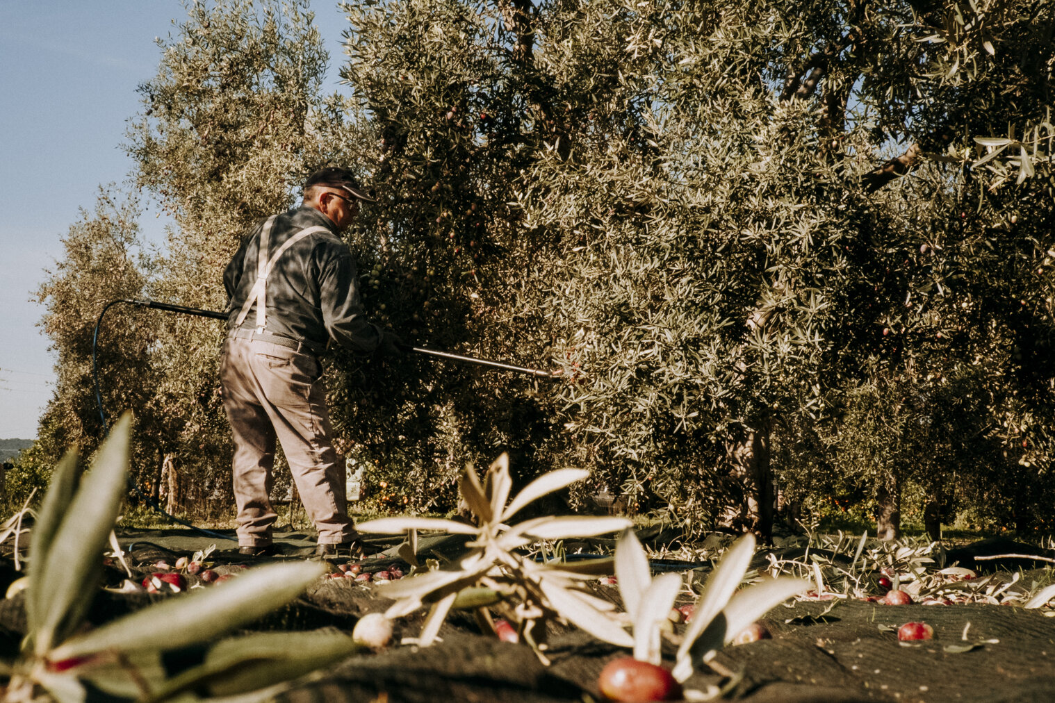 pavone olio_-117.jpeg