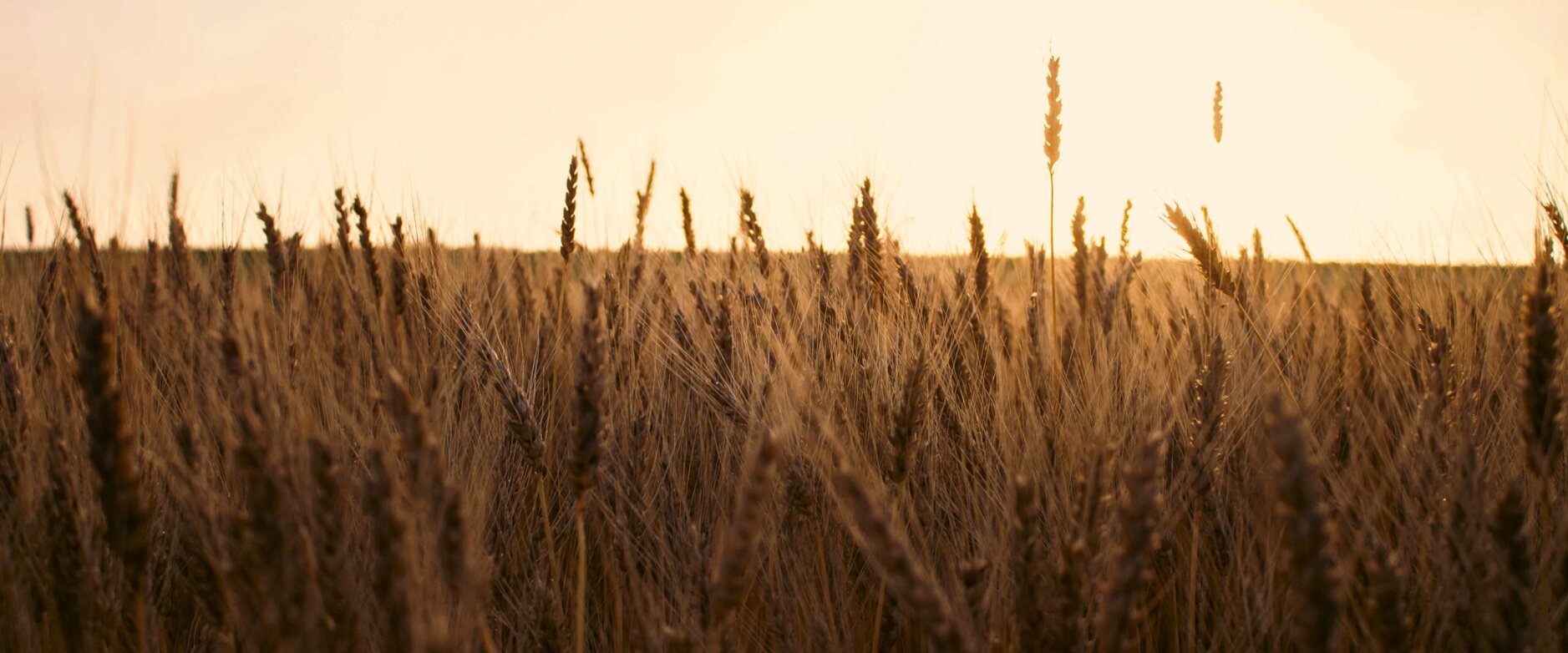 testata home new.jpeg