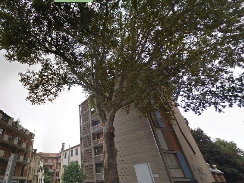 Al via il censimento degli alberi monumentali: cittadini protagonisti nella tutela del patrimonio verde. Come inviare la segnalazione