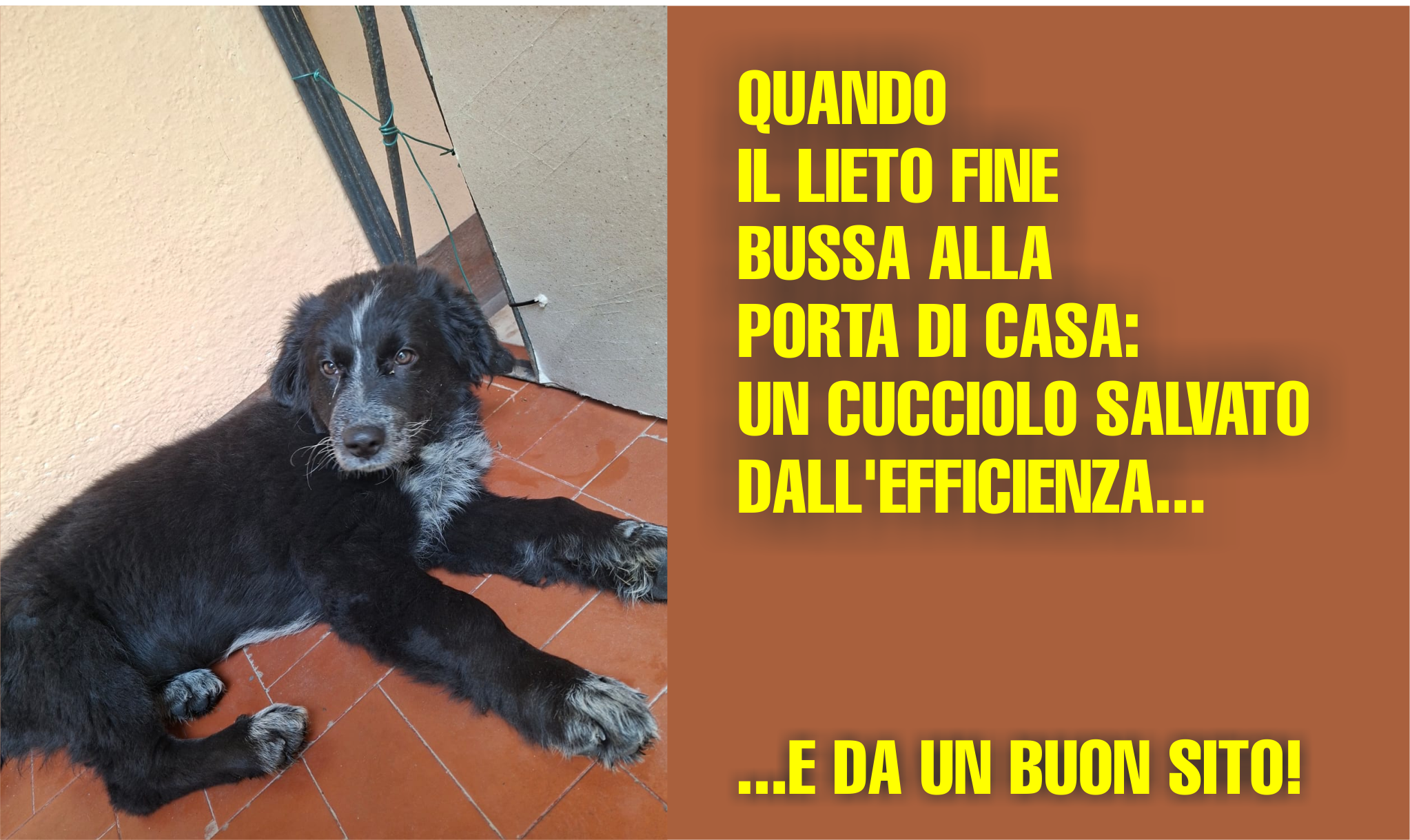 QUANDO IL LIETO FINE BUSSA ALLA PORTA DI CASA: UN CUCCIOLO SALVATO DALL'EFFICIENZA (...E DA UN BUON SITO!) QUANDO IL LIETO FINE BUSSA ALLA PORTA DI CASA: UN CUCCIOLO SALVATO DALL'EFFICIENZA (...E DA UN BUON SITO!)