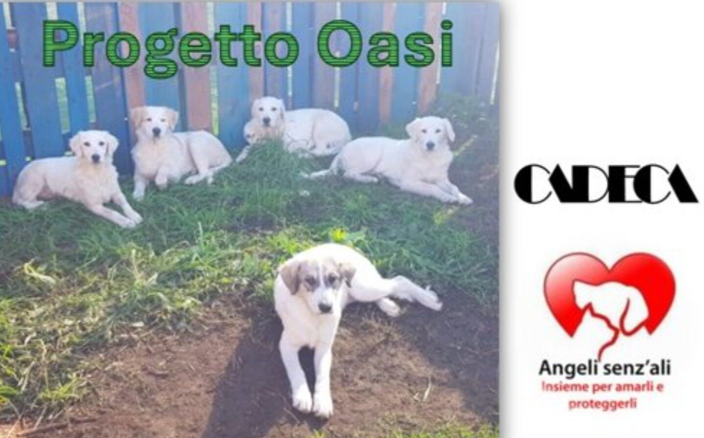 Associazione CA.DE.CA. - Randagismo a Catanzaro: basta rinvii. &Egrave; il momento del Progetto Oasi.