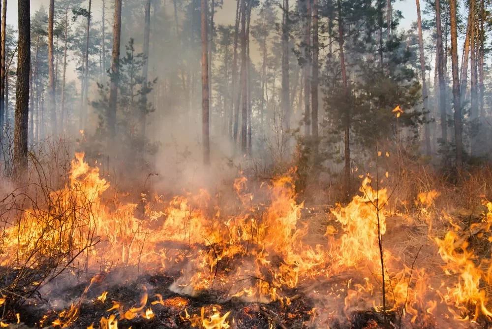 Scatta l&rsquo;attivit&agrave; di prevenzione contro gli incendi boschivi in vista della stagione estiva. Una Direttiva a tutti i Comuni firmata dal Prefetto di Catanzaro e dalla Regione Calabria.