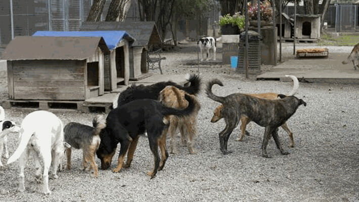 Canile intercomunale, via libera all&rsquo;accordo tra Catanzaro e Marcellinara