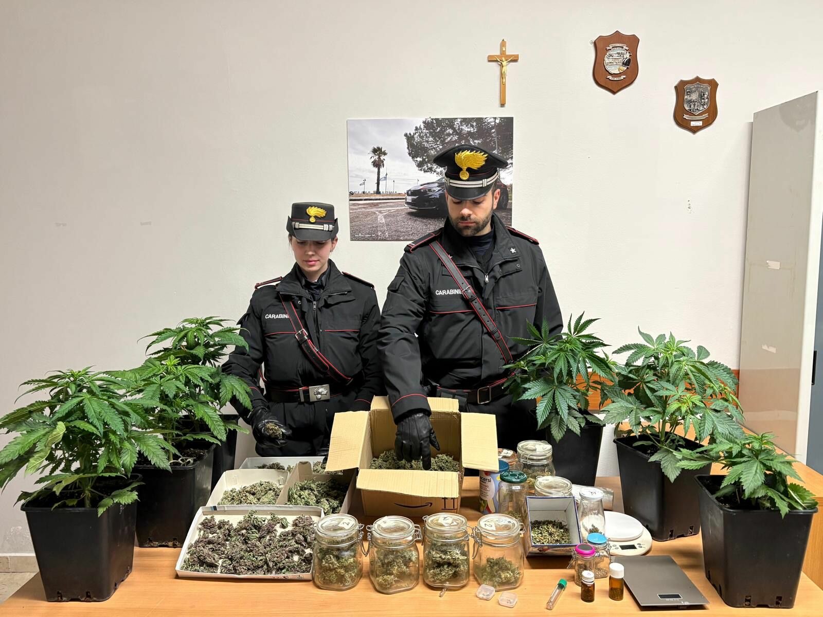 Arrestato 55enne per coltivazione e detenzione di marijuana