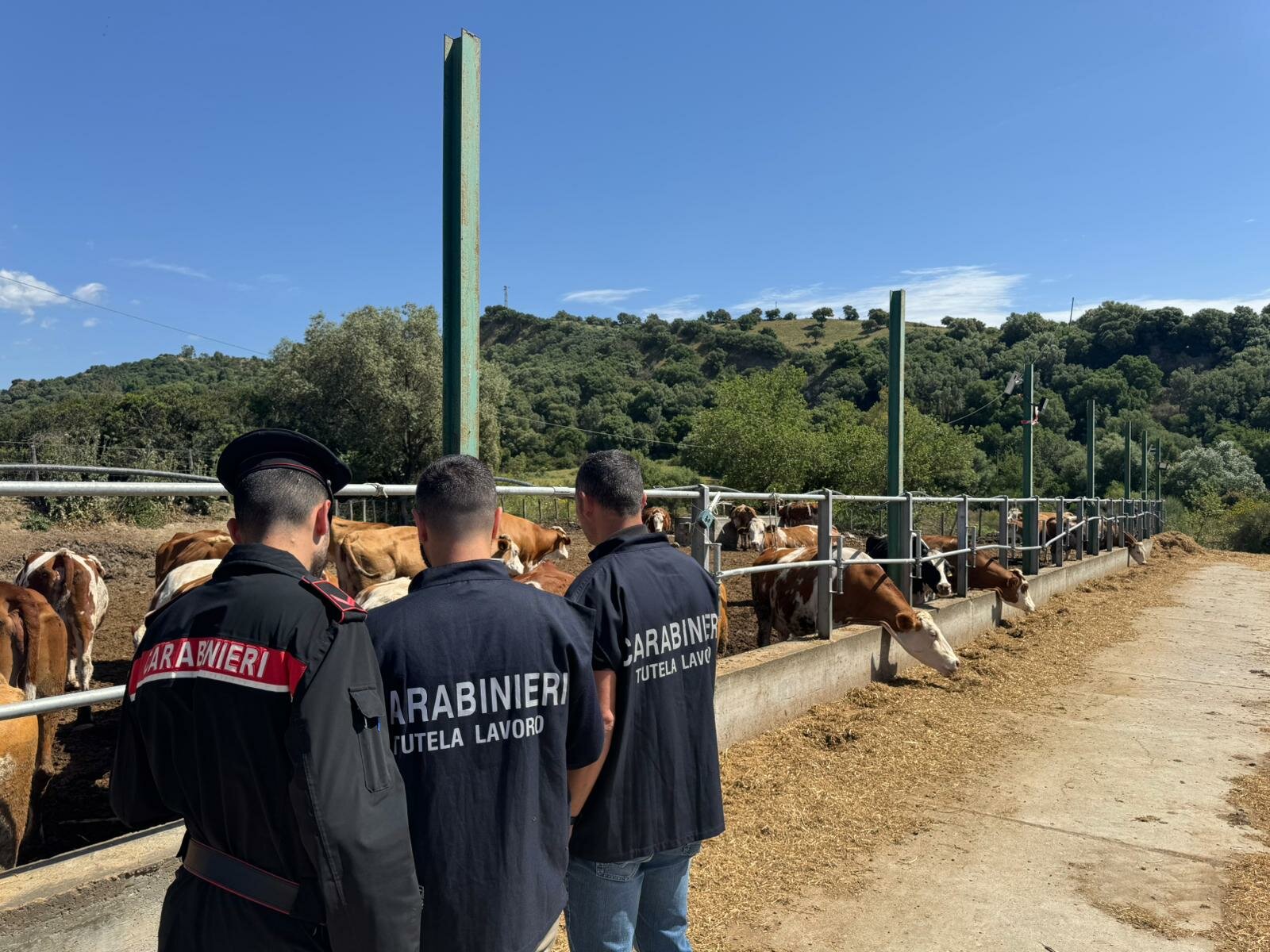 Sanzionata un'azienda agricola di Sersale per lavoro nero Sanzionata un'azienda agricola di Sersale per lavoro nero